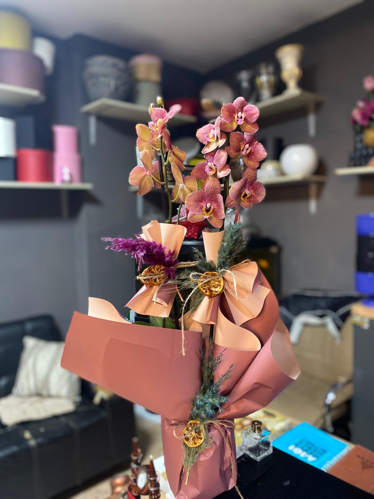 Pendik Çiçekçi- Orkide uyumu